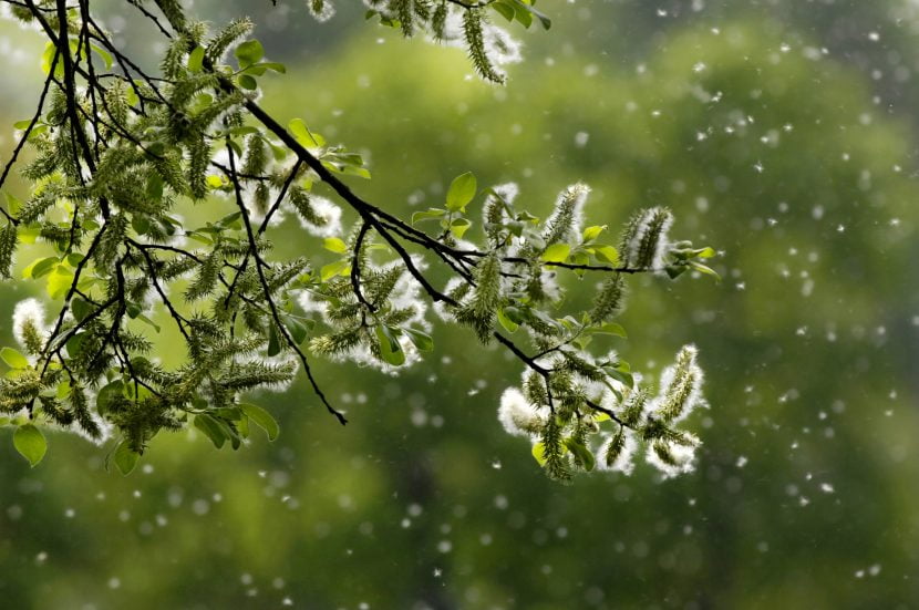 7 Secret Remedies to fight Spring Pollen Allergies
