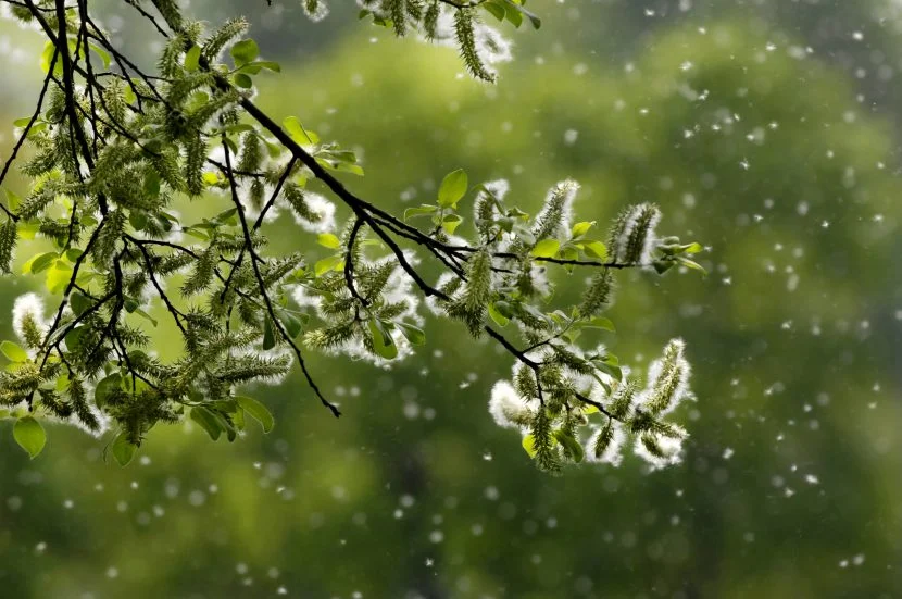 7 Secret Remedies to fight Spring Pollen Allergies