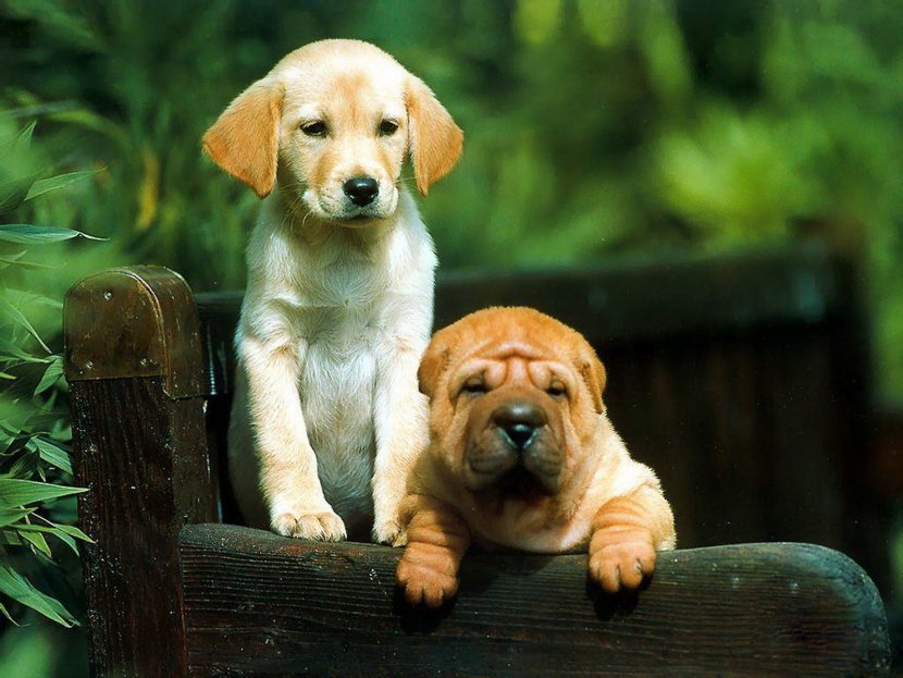 allergy treatment, pet allergy