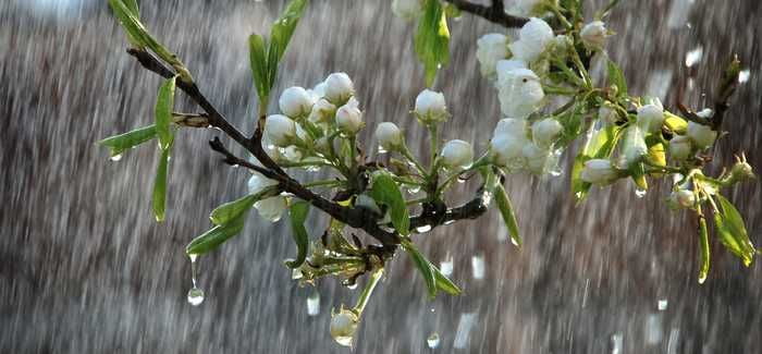 Protect Your allergy in rainy season